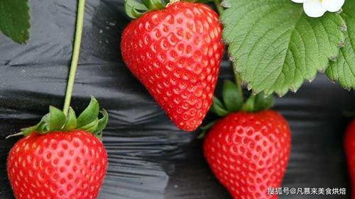 国产精品青草莓在线视频,一场视觉与味蕾的双重盛宴